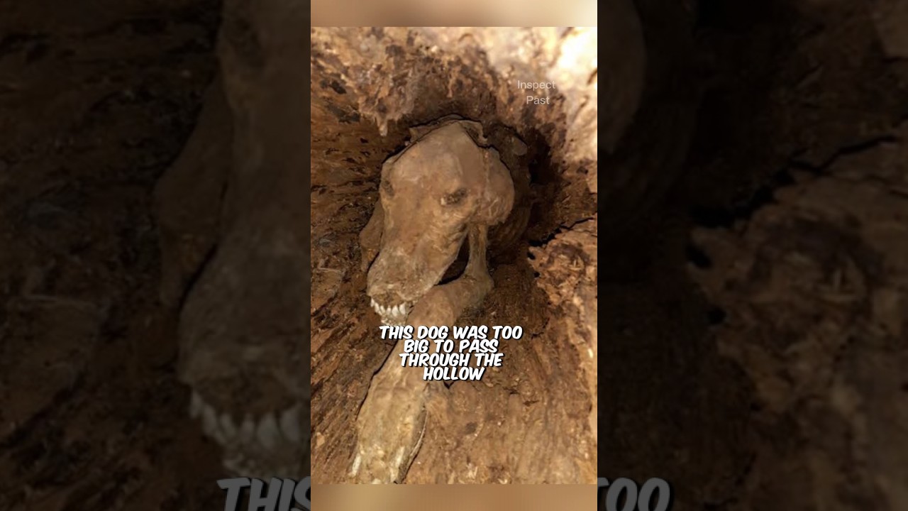 A Dog that has been Trapped in a Tree for 60 Years