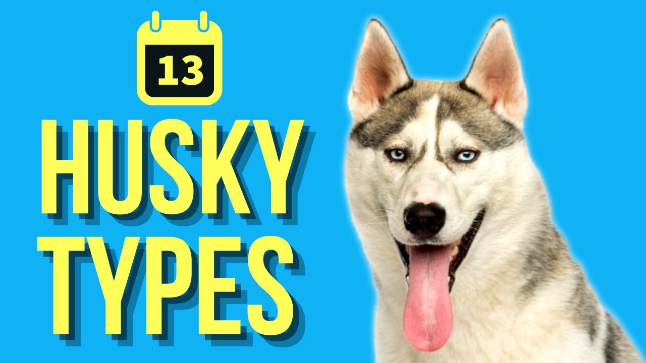 13 Types Of Huskies ( Husky Evolution )
