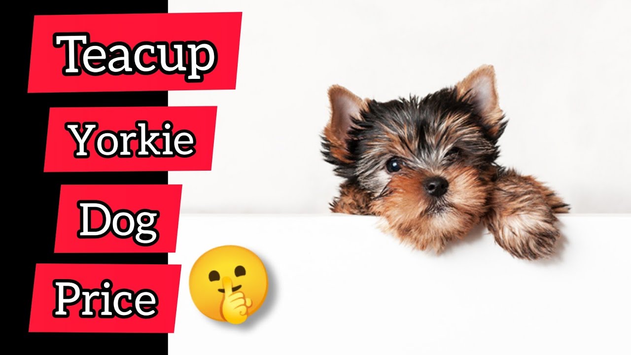 Teacup Yorkie dog price 🐕 | Teacup Yorkie dog | Teacup Yorkie dog breed price 2021 |#TeacupYorkiedog