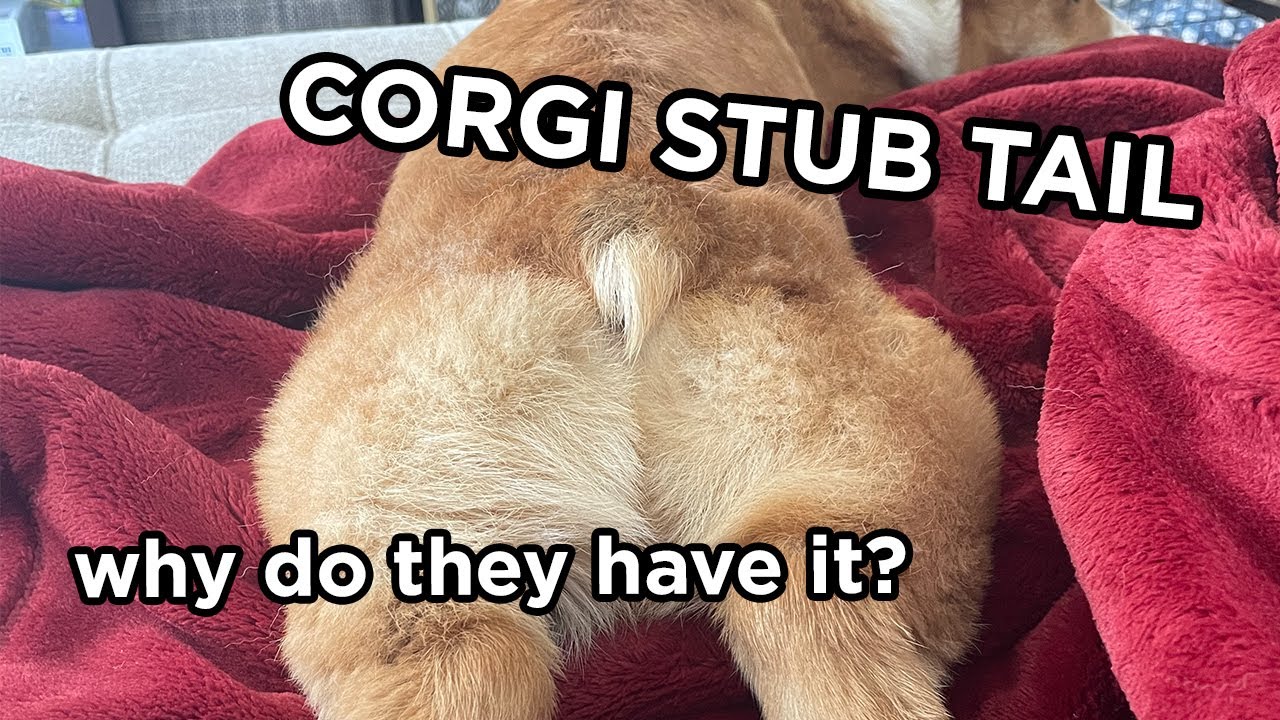 CORGI STUB TAIL: the history behind it