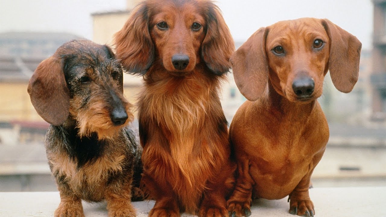 Do Dachshunds Shed a Lot