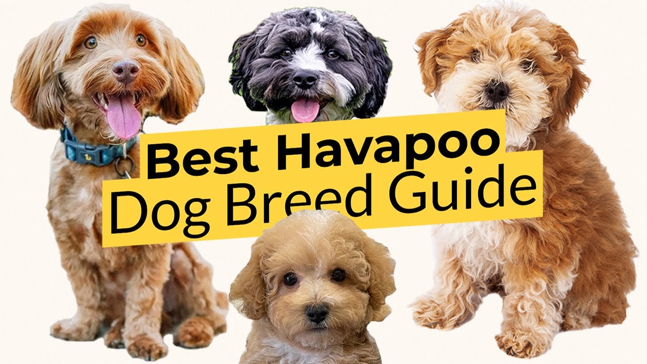 Best Havapoo Dog Breed Guide 📃🔴 2023 🔴