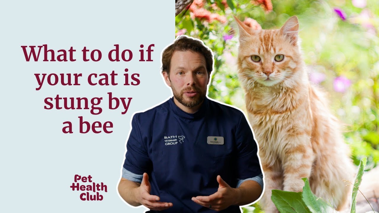 What to do if your cat is stung by a bee or wasp? | Vet explains what to do