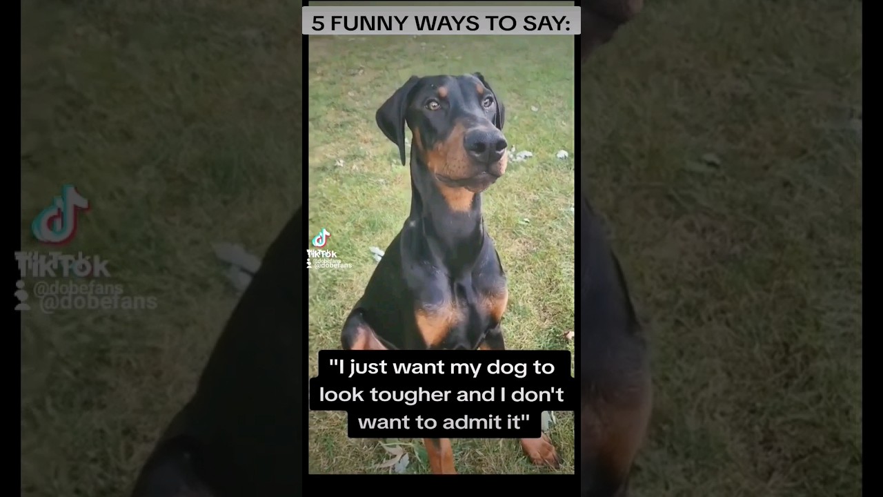 DO NOT crop Doberman ears; they are floppy when left UNCROPPED and NATURAL. #doberman