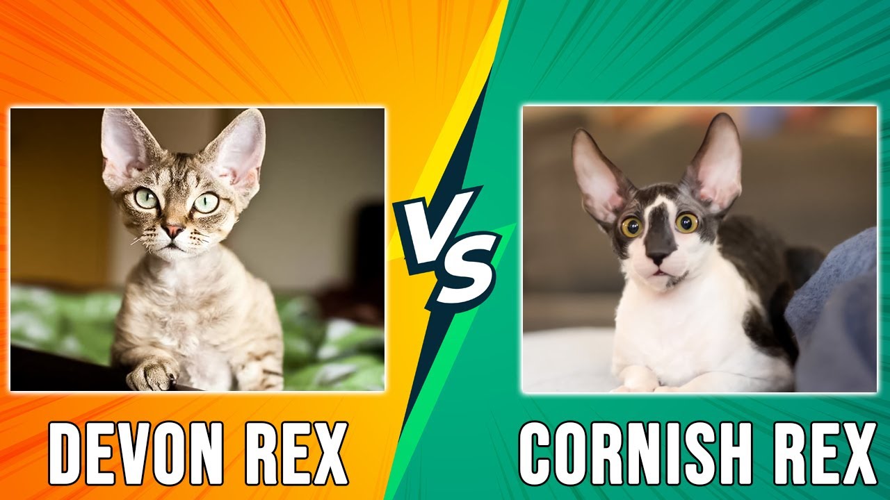 Devon Rex vs Cornish Rex – How to Spot the Difference (Which is the BEST OPTION for You?)