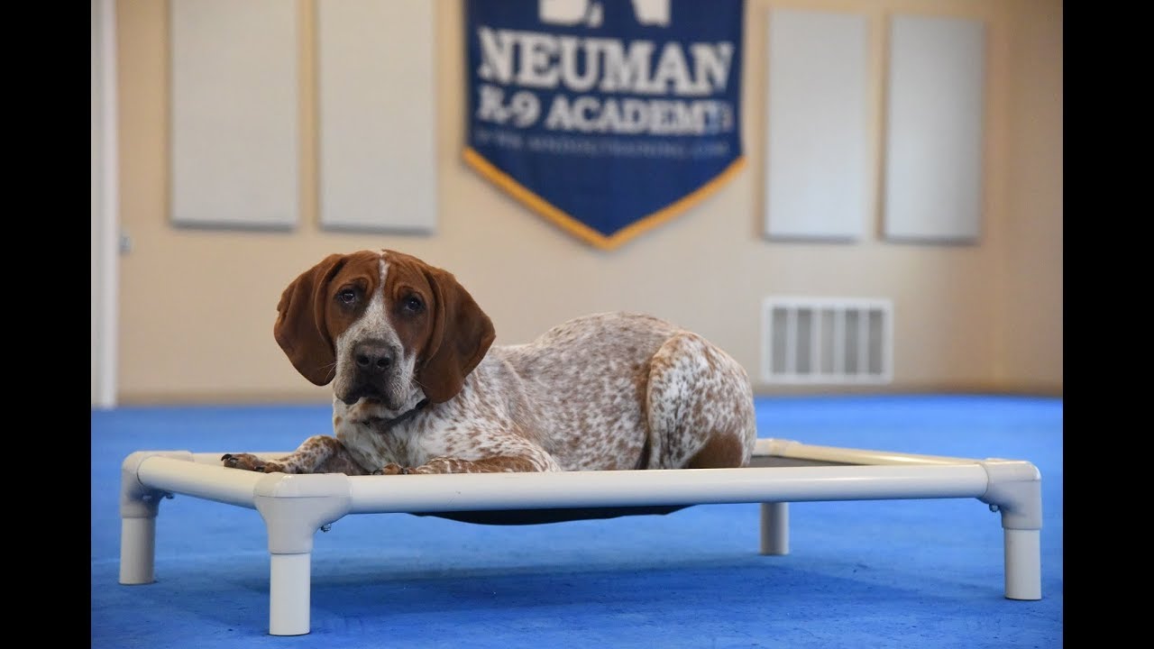 Gambit (Redtick Coonhound) Boot Camp Puppy Training Video Demonstration