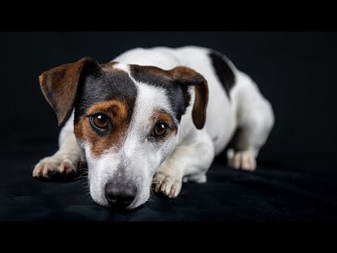 How Long Do Jack Russells Live?