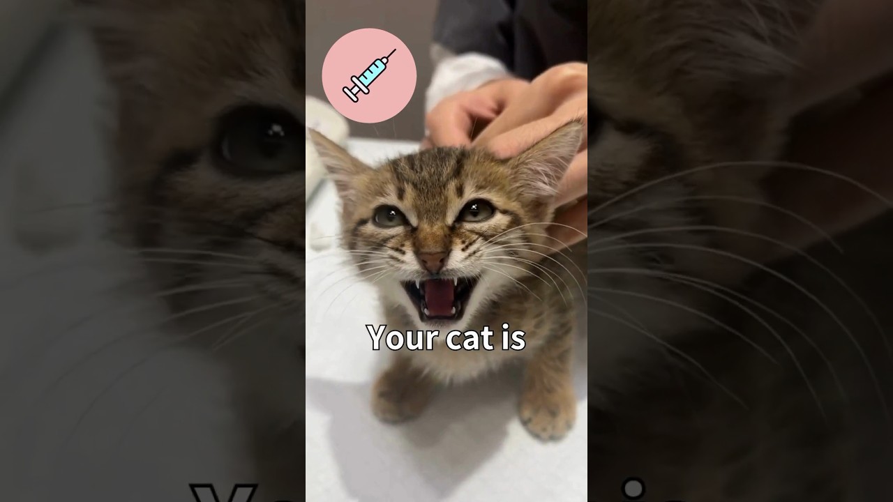 3 Signs Your Cat Is Painful 😭 #facts