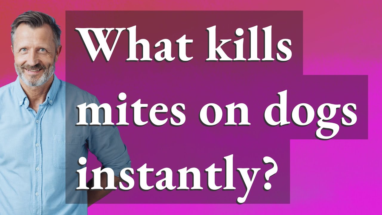 What kills mites on dogs instantly?