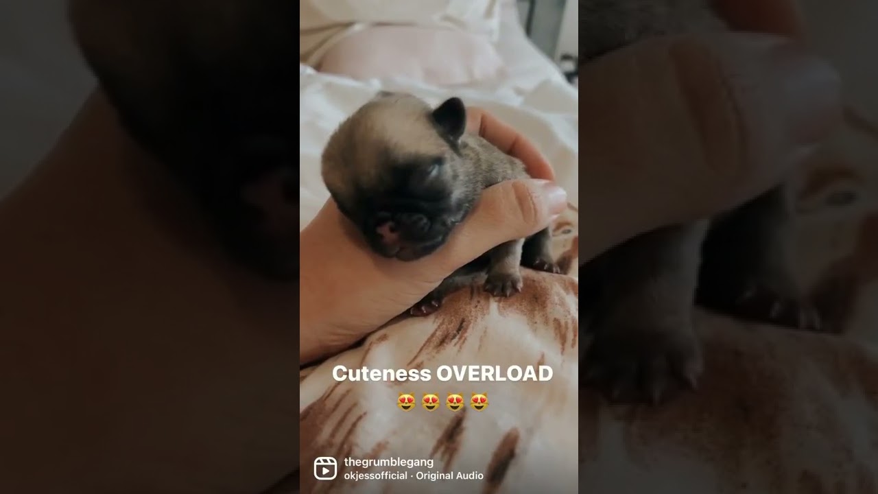 3 day old baby pug #pug #pugpuppy #puppy #puglife #newborn #pugsandkisses not quite #katebush