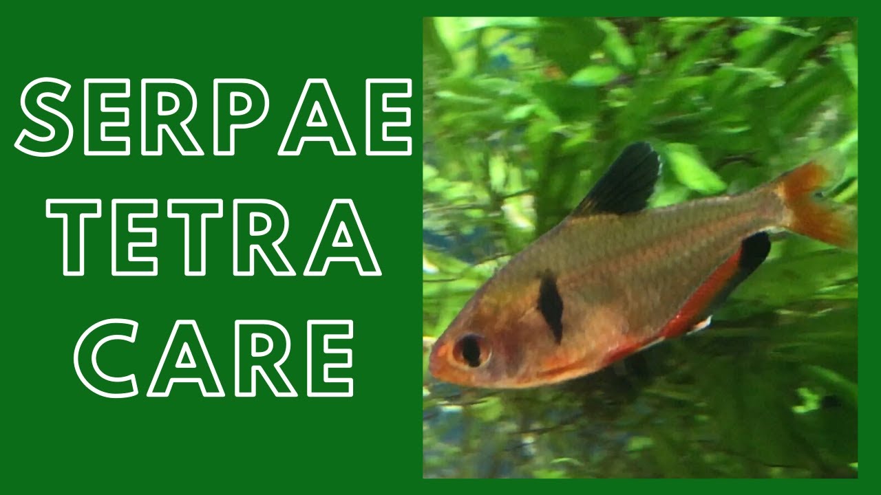 Serpae Tetra Care Guide (Red Minor Tetra)