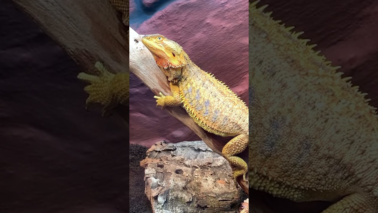 You wont believe what this lizard did!😱 Bearded Dragon Behavior