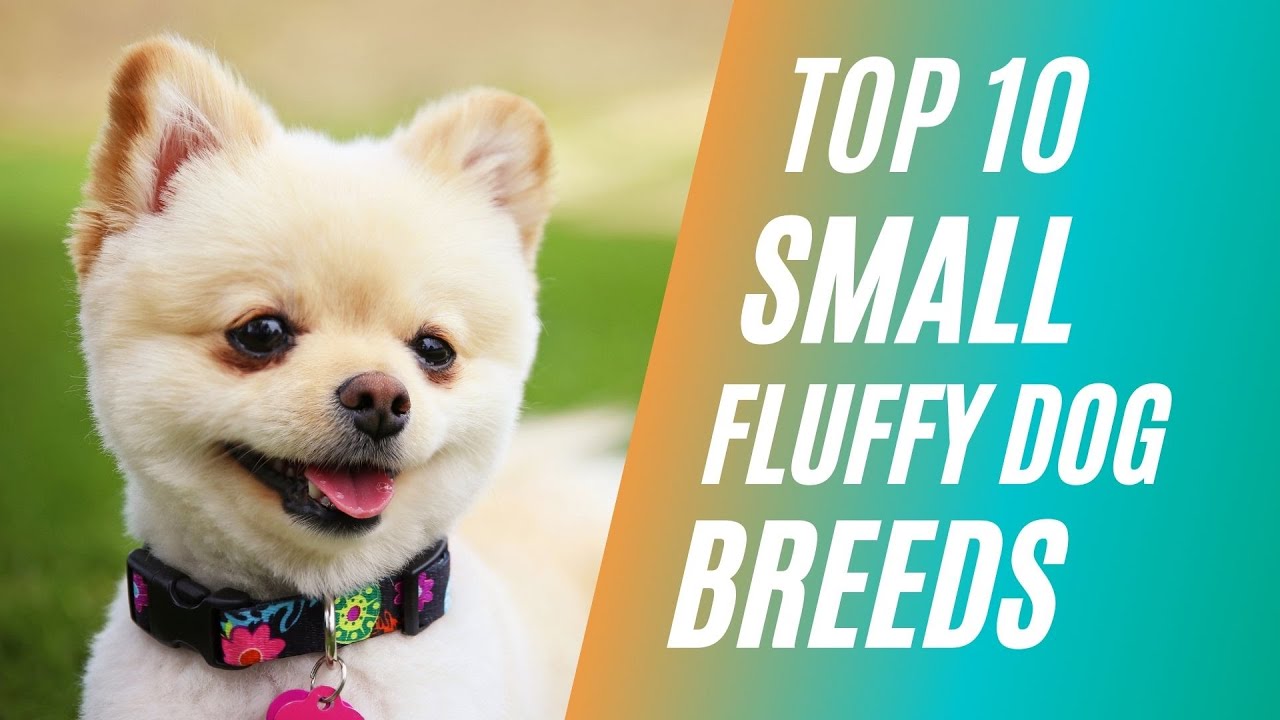 Top 10 Small Fluffy Dog Breeds For Pets