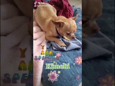 Kimchi Chihuahua with hydrocephalus- fluid on the brain
