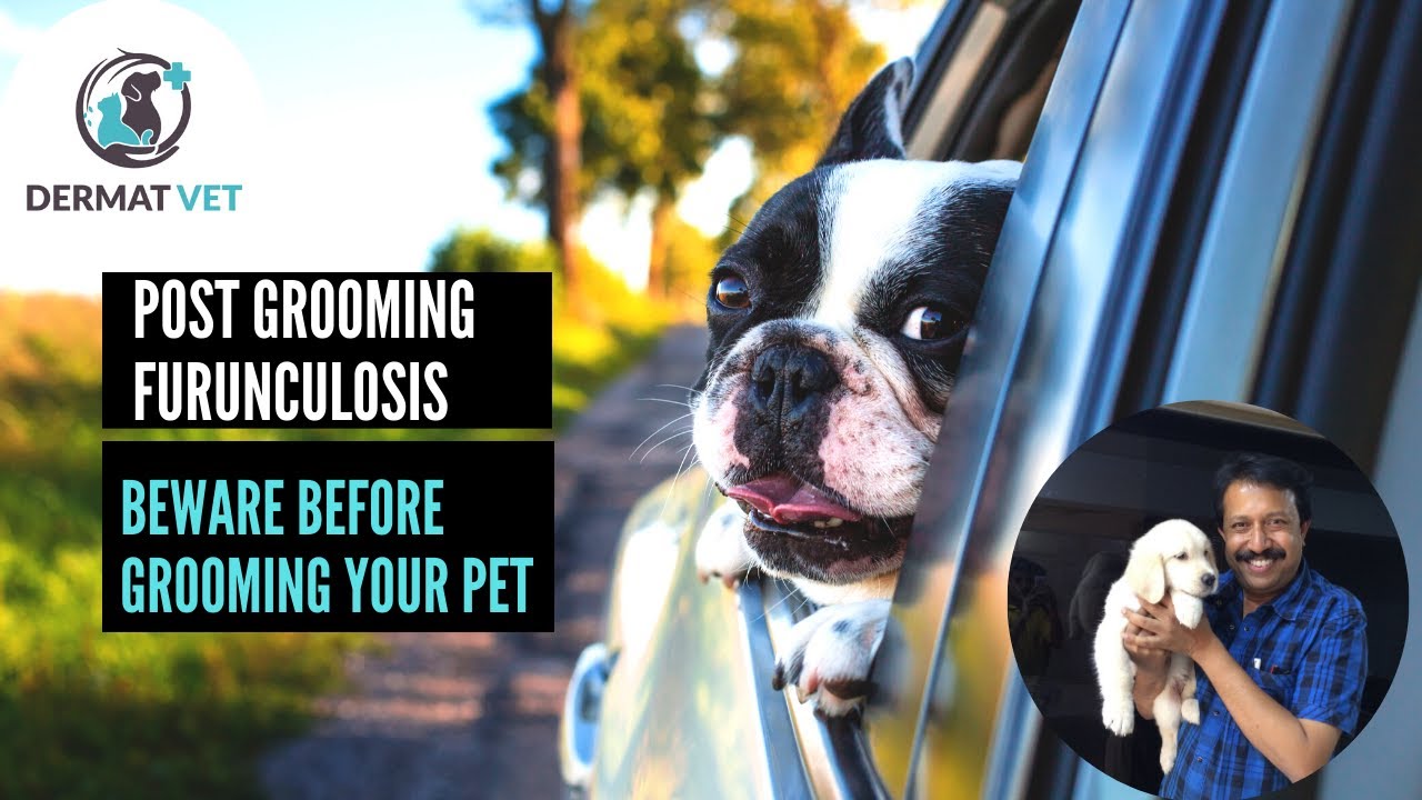 Post Grooming Furunculosis - Beware Of Grooming Your Pet!
