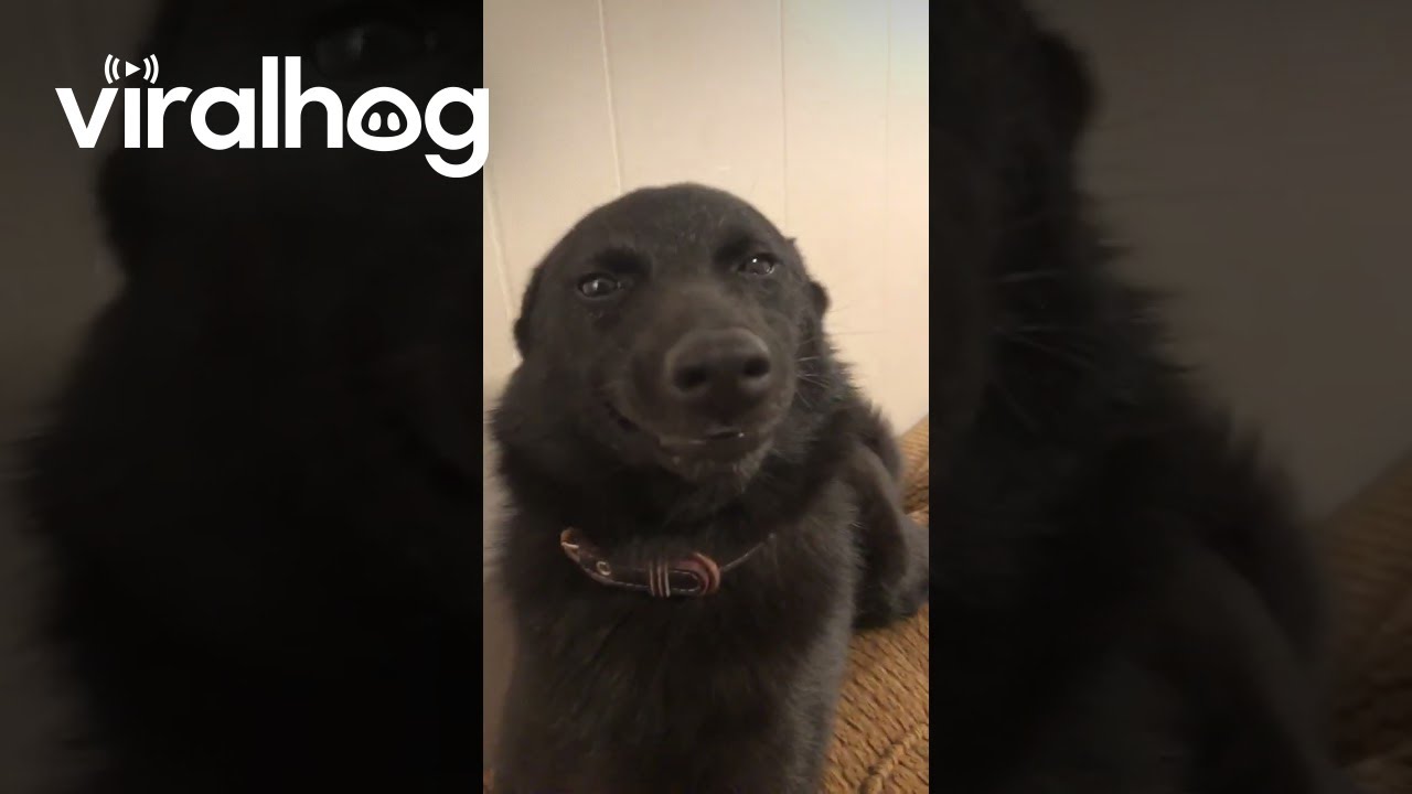 Itsy the Smiley Dog || ViralHog