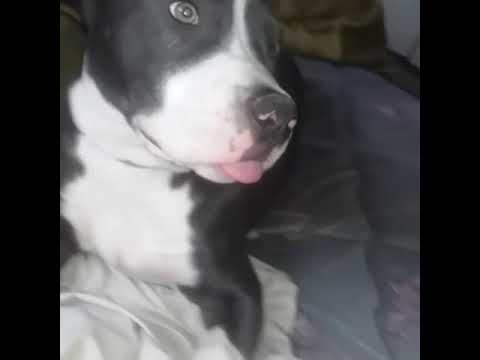 Dog with down syndrome