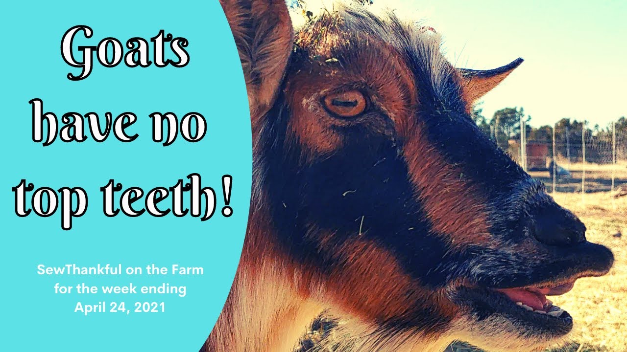 Goats have NO Top Teeth! | SewThankful on the Farm Week Ending April 24, 2021
