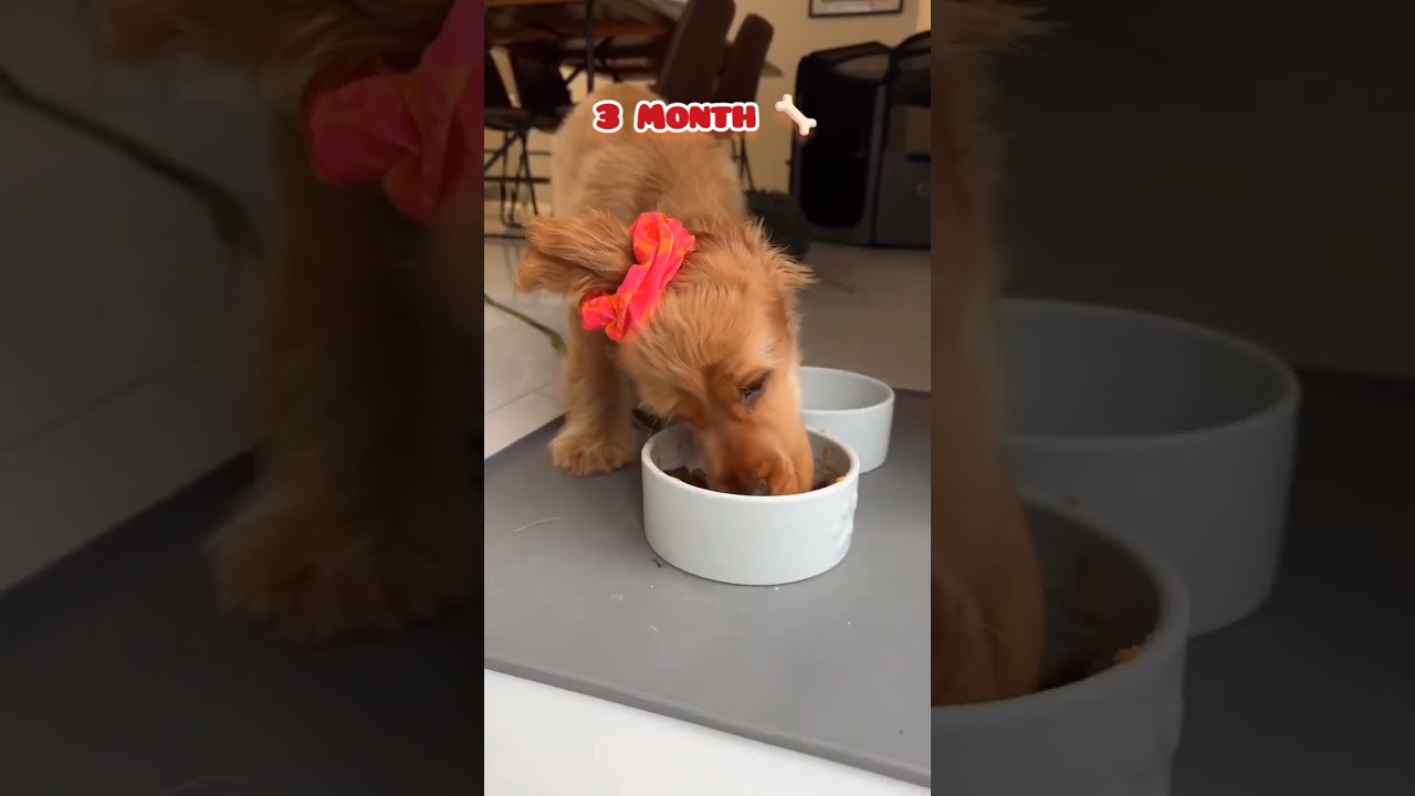 25 Days to One Year Cocker Spaniel transformation #feed #transformation #cute #toydogs #love #pets
