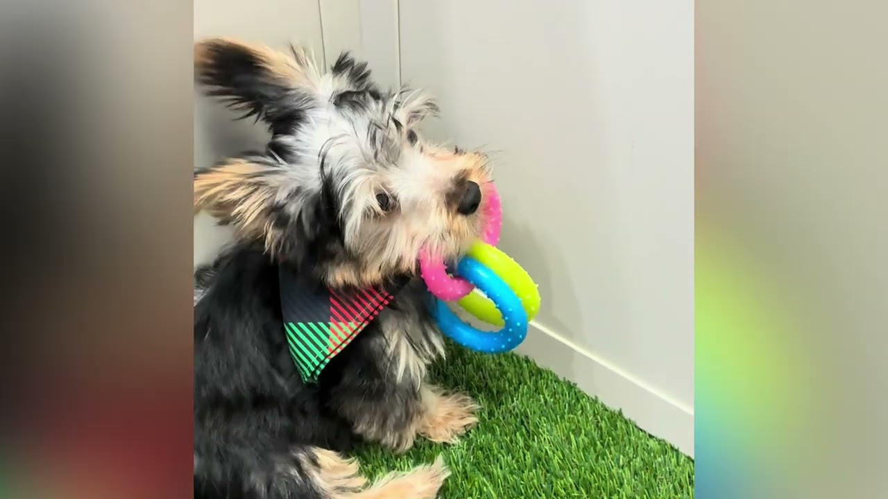 Astro - Silky Terrier Puppy for Sale in Dallas, Texas