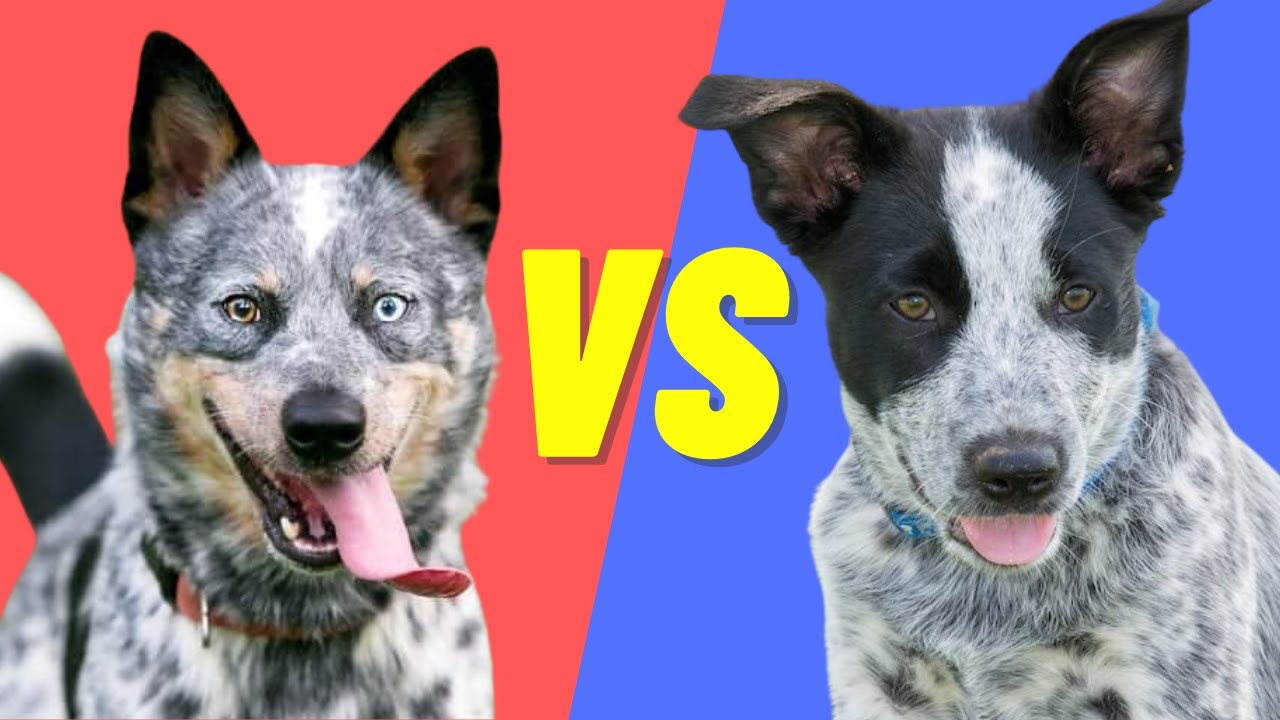Blue Heeler (Australian Cattle Dog) VS Texas Heeler - Compare and contrast these dog breeds