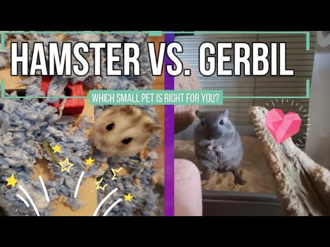 Hamster Vs  Gerbil - Which Pet Should You Get?
