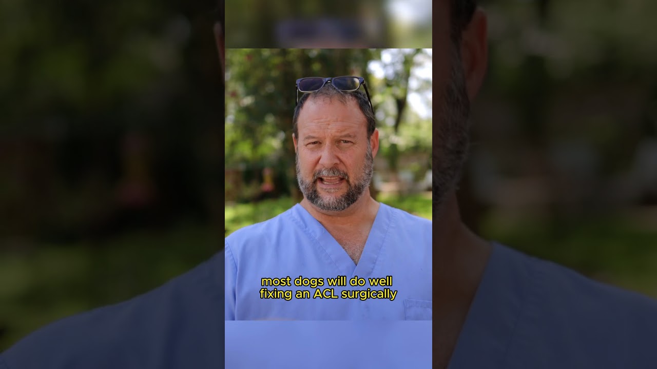 What if I Don’t Fix My Dog’s Torn ACL? Marc Smith, DVM, MS
