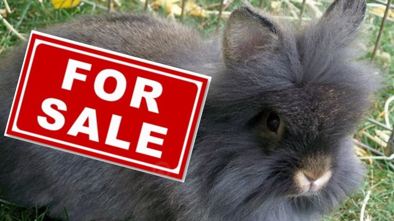 lionhead rabbit for sale