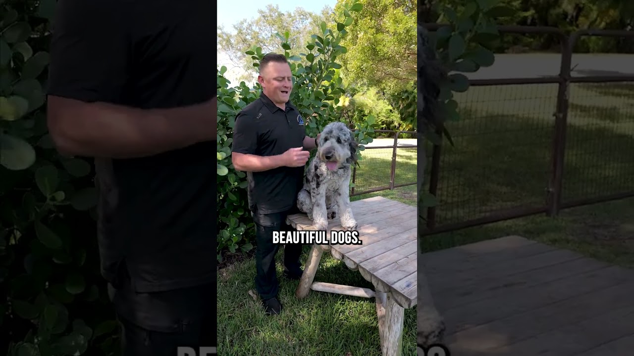 Top 3 Reasons You SHOULD Get a Bernedoodle