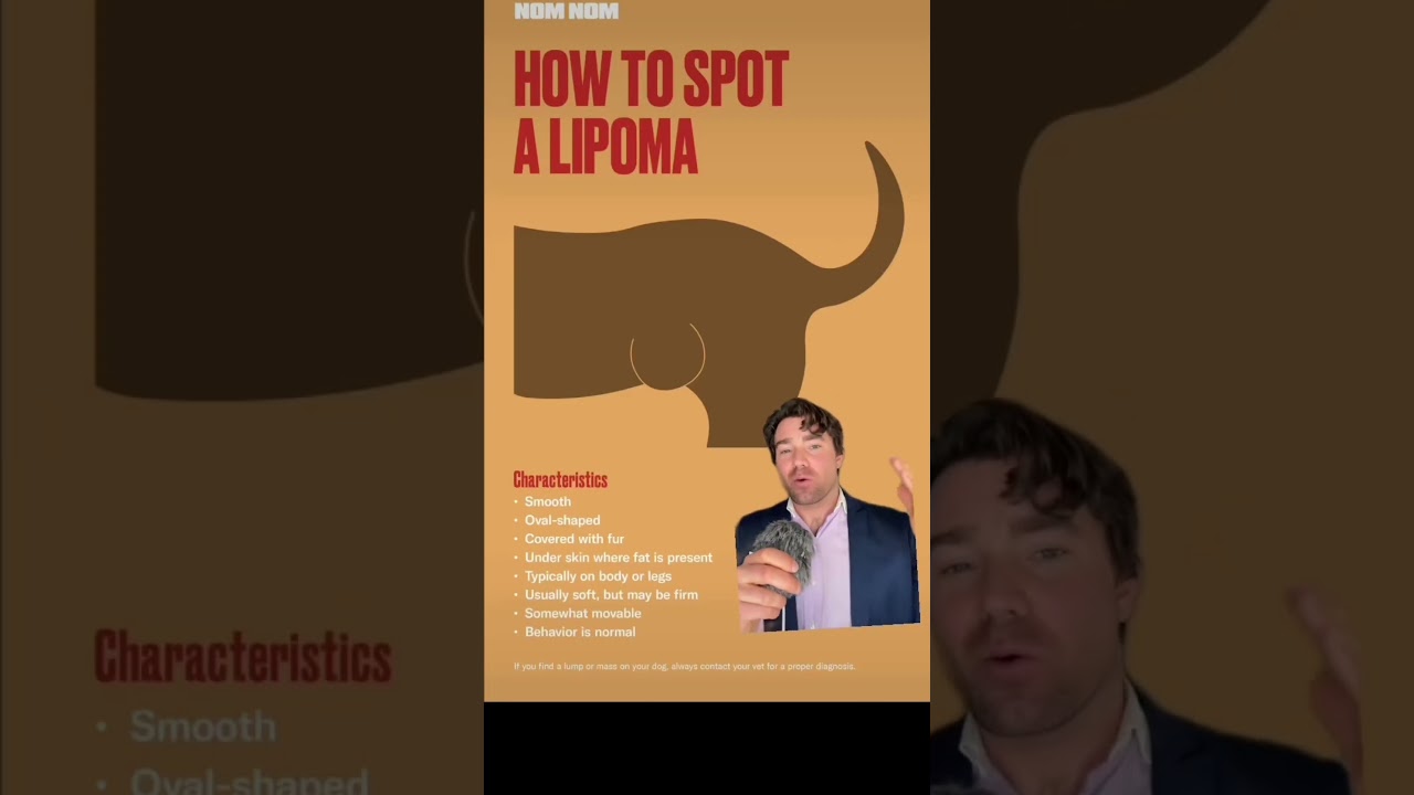GOT LUMPS? #lipoma #dog #borzoi #learning #tumor #health #doghealth
