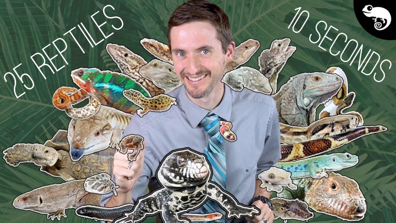 25 Popular Pet Reptiles - Which One Is Right For You?