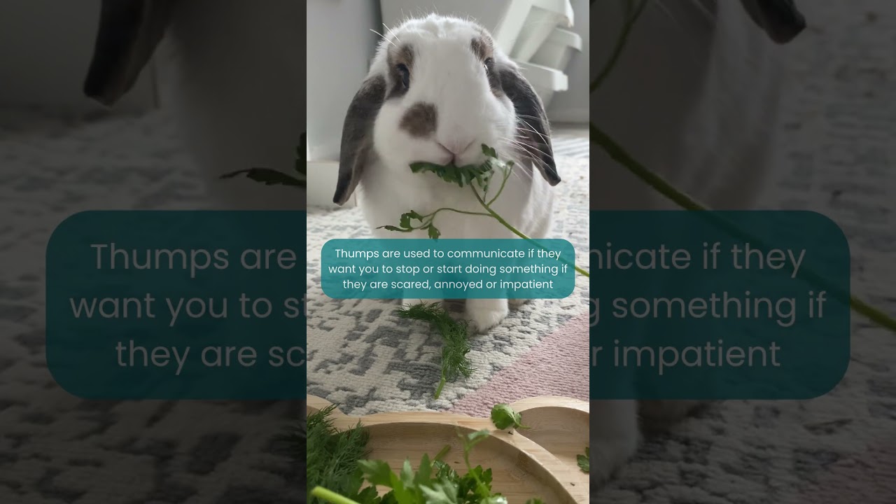 Why do rabbits thump?