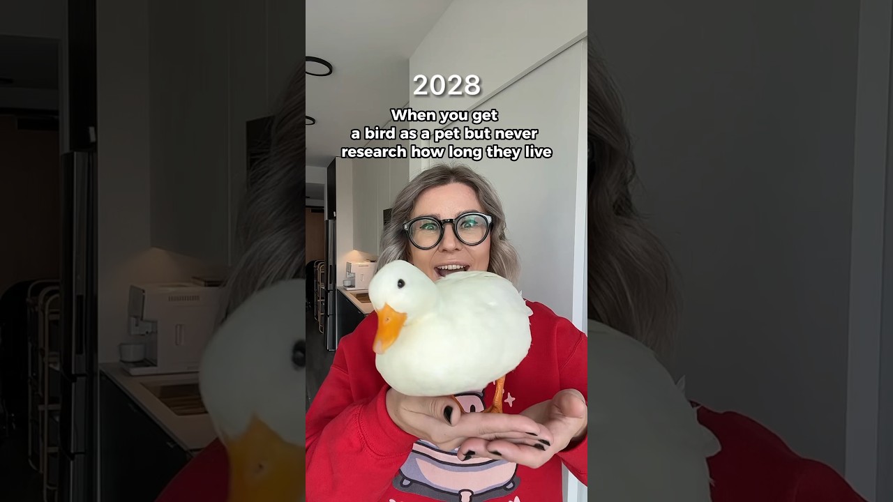 PET DUCKS can live up to 20 YEARS  #shorts
