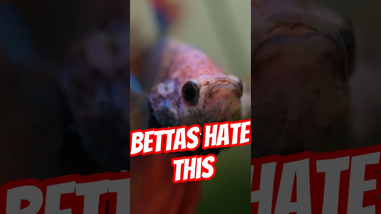 5 Things Betta Fish Hate 😡