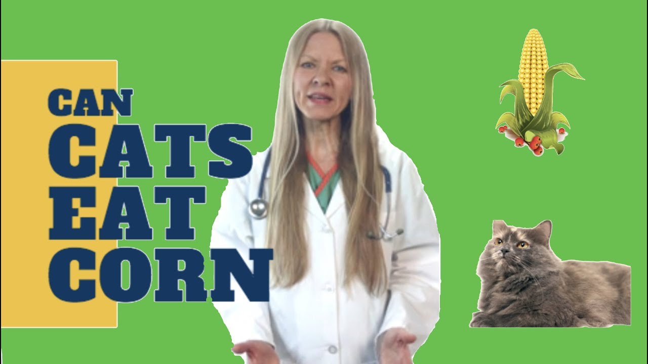 Can Cats Eat Corn? (2019)