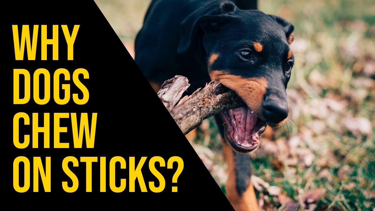 11 Reasons Why Dogs Love Chewing On Sticks