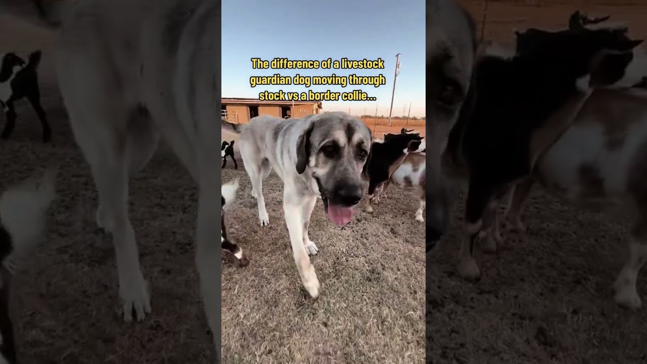 The difference of a livestock guardian dog moving through stock vs a border collie