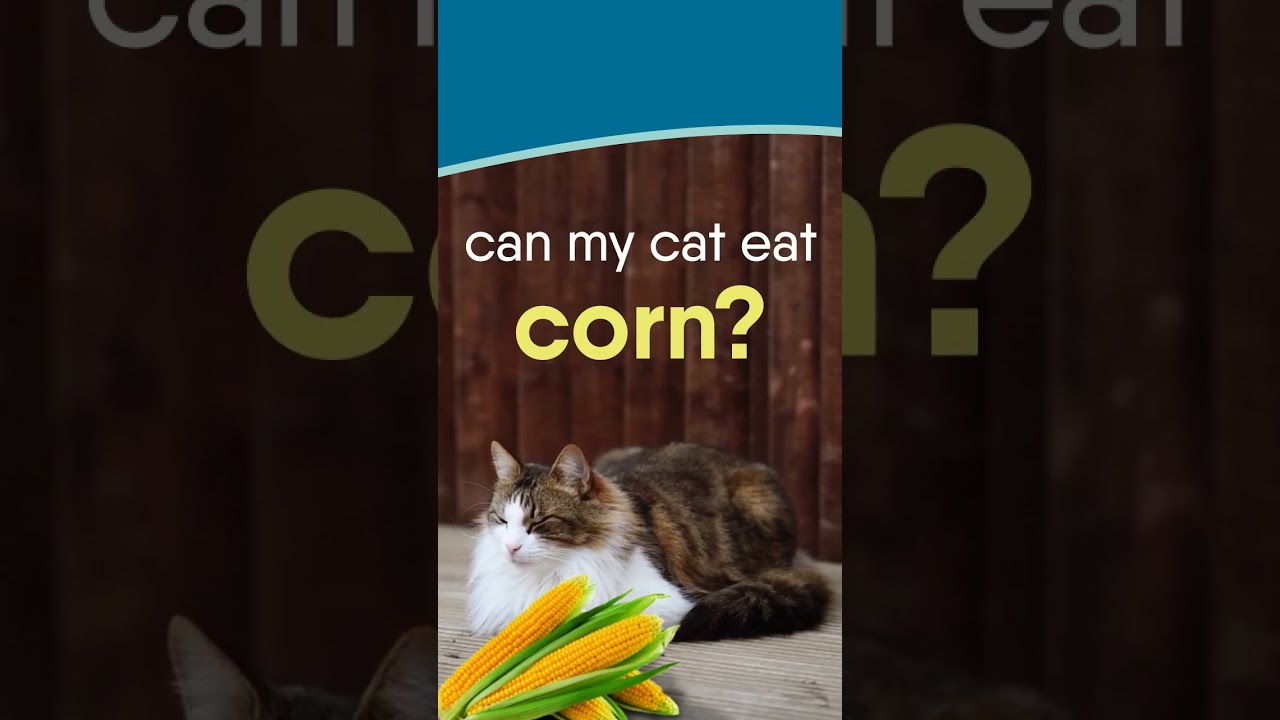 Can Cats Eat Corn? | Pawfectly Made