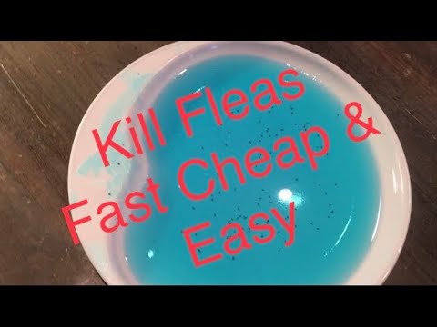 How to Get Rid of Fleas Fast Cheap and Easy. See Links / Info in Description 👇🏻