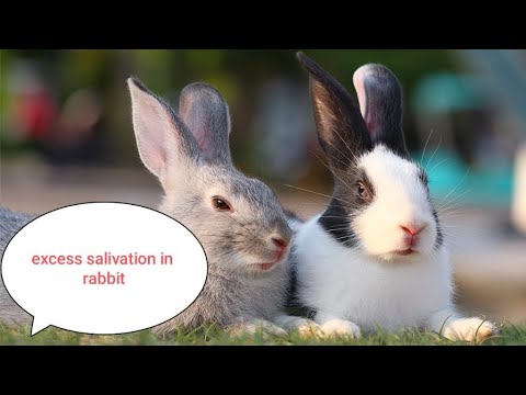 Excessive salivation in rabbit.#causes  #saliva #rabbit #bunny
