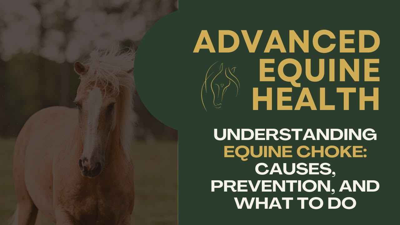 Understanding Equine Choke: Causes, Prevention, and What to Do