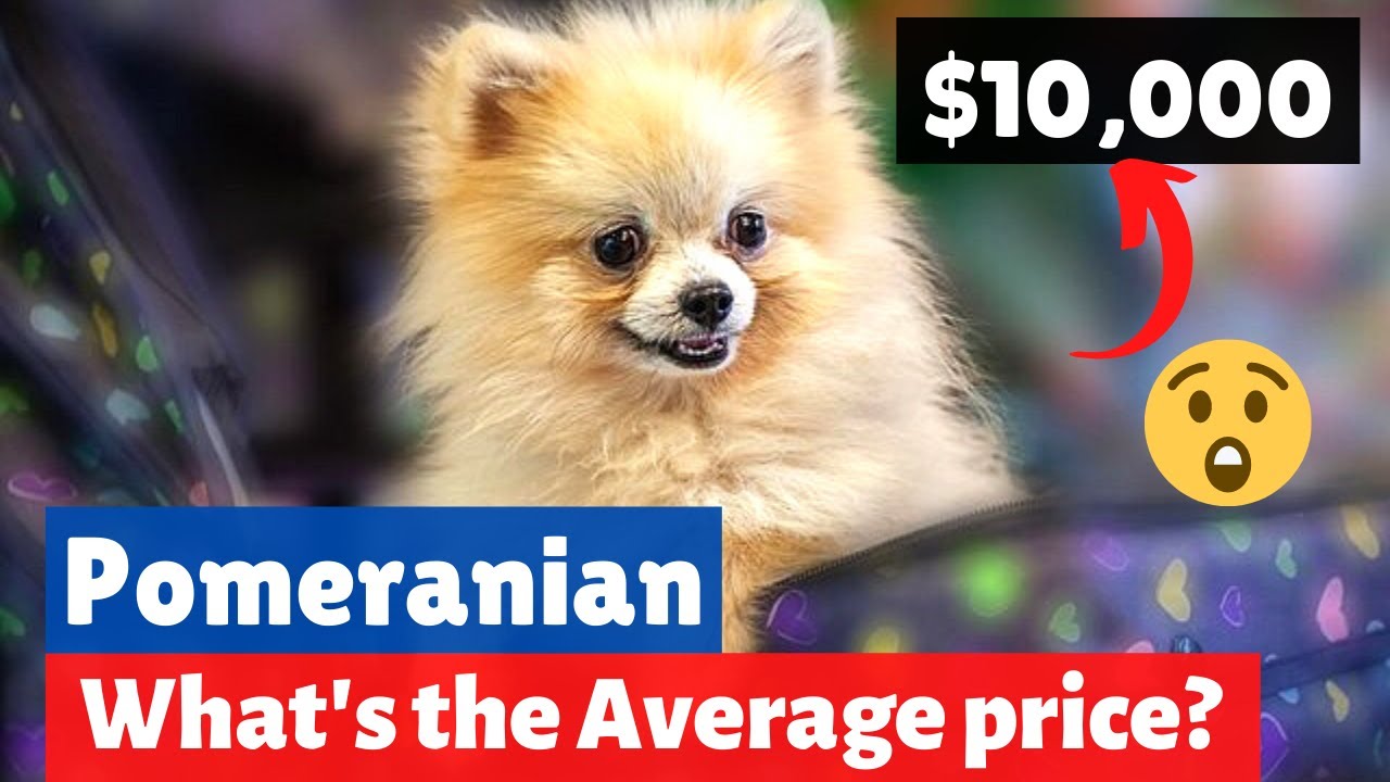 Pomeranian Price: How Much Does a Pomeranian Cost?