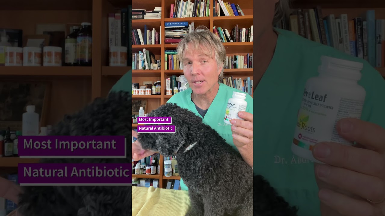 Best Natural Antibiotic for Dogs and Cats #Shorts