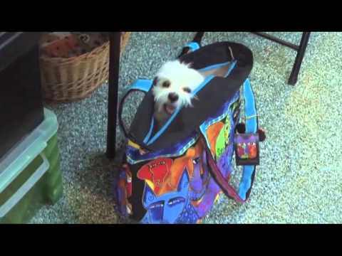 Remy Loves the Bags at Wet Noses Sarasota Pet Store!