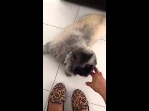 Jackie the short hair Pekingese