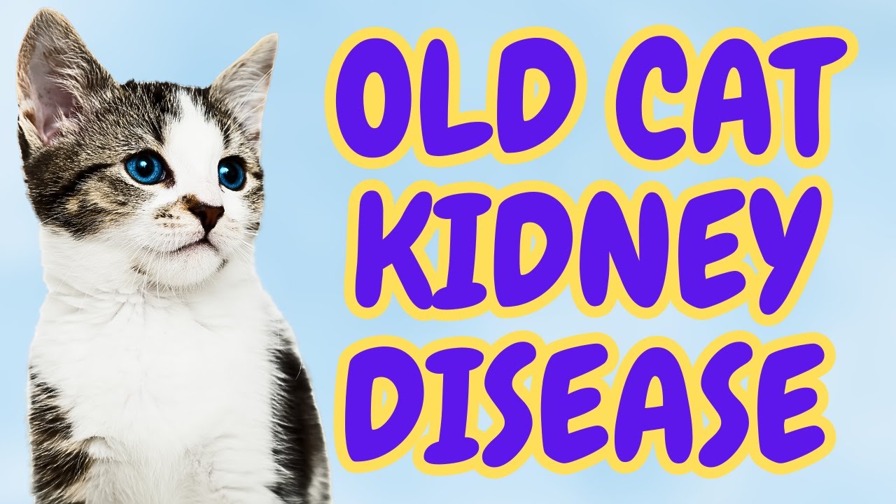Best Wet Food for Senior Cats with Kidney Disease?