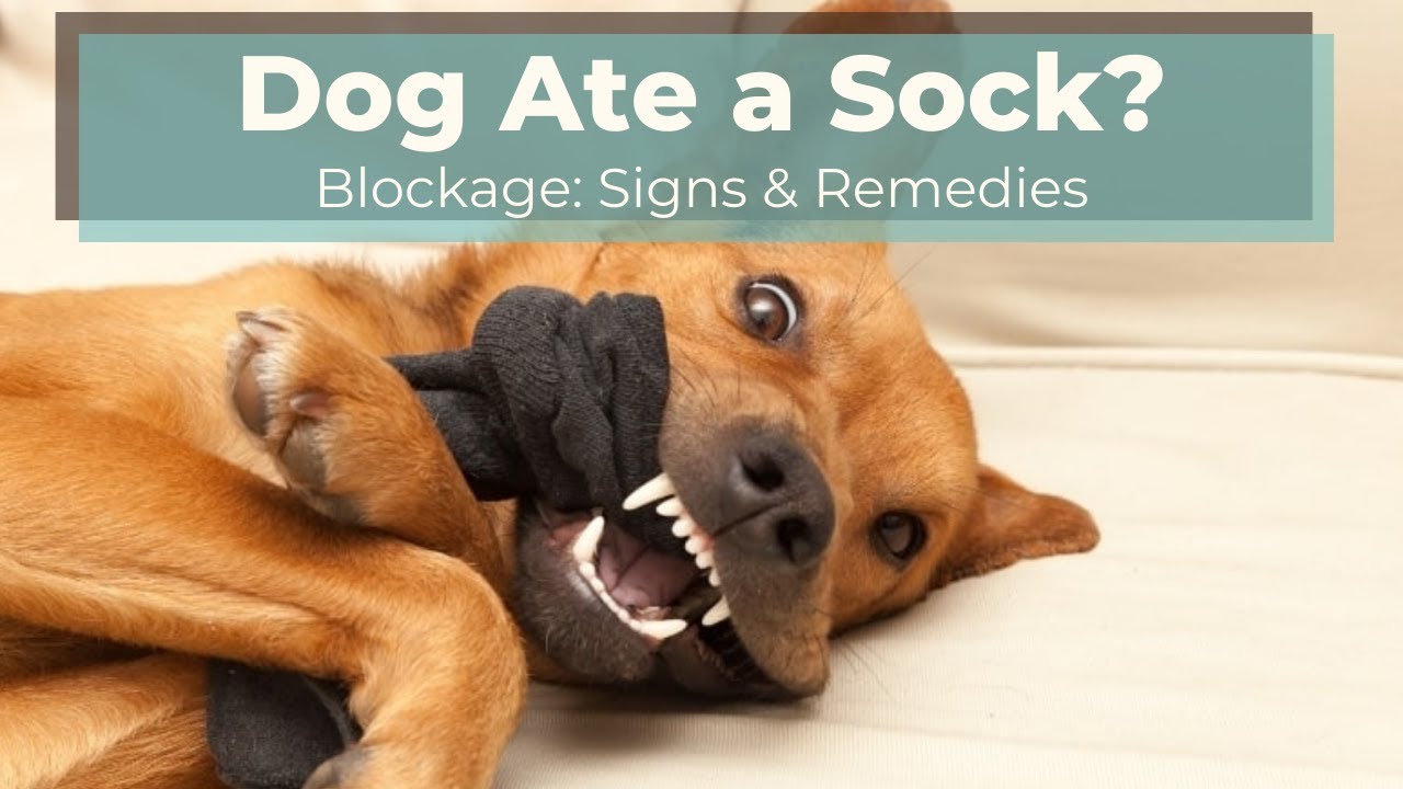 Dog Eats a Sock: Obstruction Signs and 3 Remedies