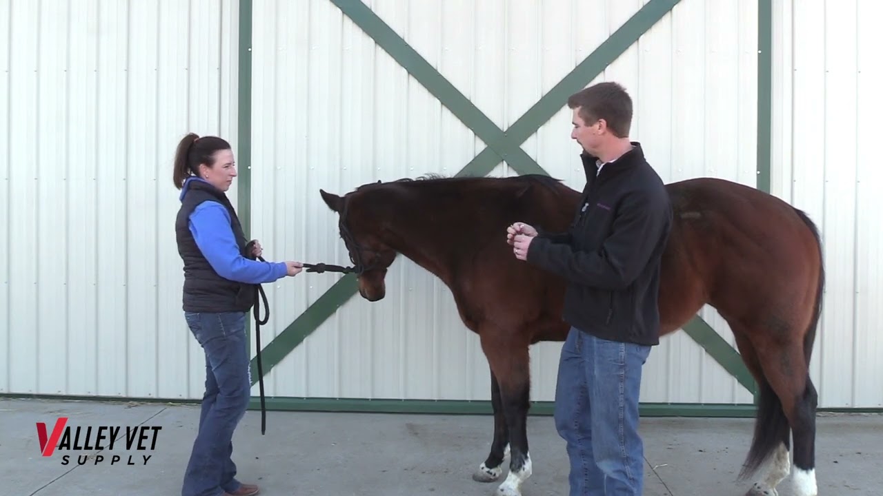 How to Vaccinate a Horse