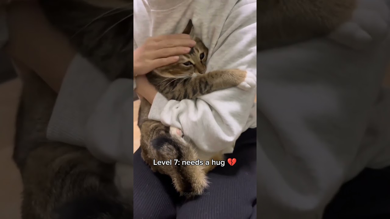 Cats getting more clingy 🥺 #cat #funnycats #trending