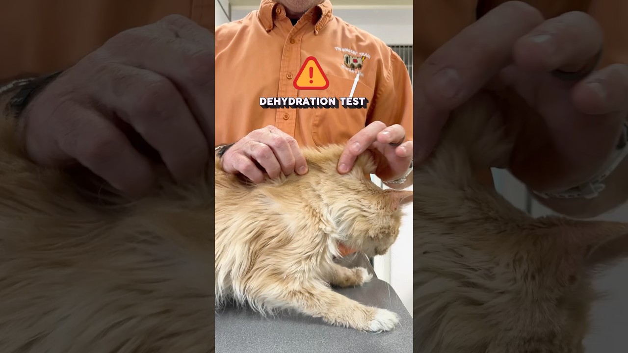 ⛺️Cat Dehydration Skin Tent Test #cathealth #petcare #catowner #pethealth #catcare #catlovers